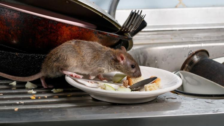 Rodents Control