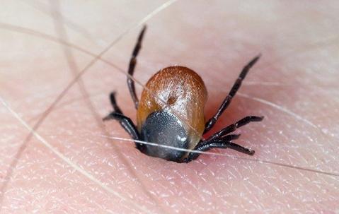 Bed Bugs Control