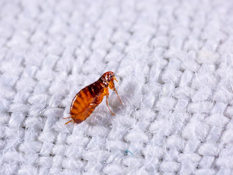 Fleas Control